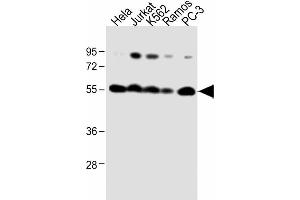 Image no. 7 for anti-Calreticulin (CALR) (AA 277-305) antibody (ABIN390885)