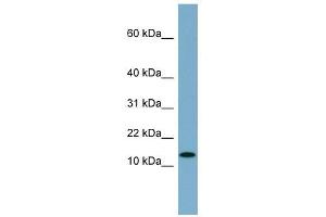 Image no. 1 for anti-Ribosomal Protein S27L (RPS27L) (N-Term) antibody (ABIN632914)