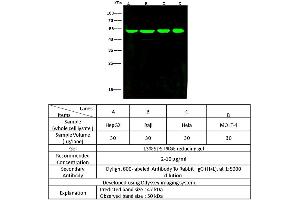 Image no. 2 for anti-Enolase 3 (Beta, Muscle) (ENO3) (AA 1-434) antibody (ABIN6923553)