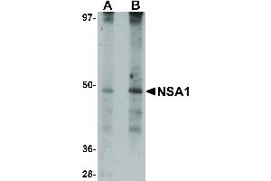 Image no. 1 for anti-Nsa1p (NSA1) (N-Term) antibody (ABIN6657441)