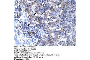 Image no. 1 for anti-T-Box 19 (TBX19) (N-Term) antibody (ABIN2779590)
