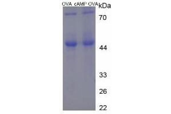 CAMP Protein (Cyclic Adenosine Monophosphate) (Ovalbumin)