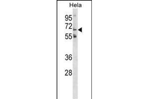GLT11 Antibody (N-term) (ABIN1538962 and ABIN2849516) western blot analysis in Hela cell line lysates (35 μg/lane).