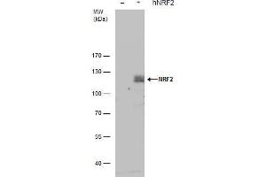 Image no. 1 for anti-Nuclear Factor (erythroid-Derived 2)-Like 2 (NFE2L2) (Internal Region) antibody (ABIN2855612)