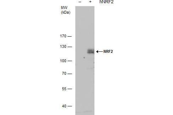 anti-Nuclear Factor (erythroid-Derived 2)-Like 2 (NFE2L2) (Internal Region) antibody