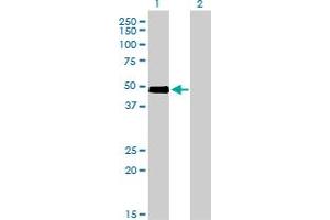 CRLF1 antibody  (AA 135-230)