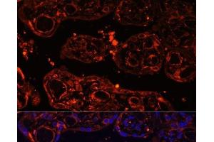 Immunofluorescence analysis of Human placenta using LGR4 Polyclonal Antibody at dilution of 1:100 (40x lens).