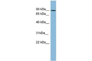 Image no. 1 for anti-Protein Kinase C, beta 1 (Pkc beta 1) (N-Term) antibody (ABIN2786693)