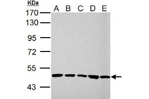 Image no. 2 for anti-Ubiquinol-Cytochrome C Reductase Core Protein I (UQCRC1) (Center) antibody (ABIN2855221)
