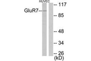 Image no. 1 for anti-Glutamate Receptor, Metabotropic 7 (GRM7) (AA 866-915) antibody (ABIN1533292)