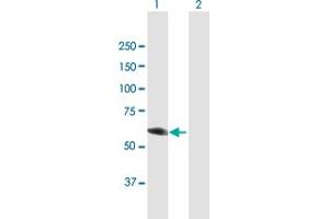 Western Blot analysis of DPYSL3 expression in transfected 293T cell line by DPYSL3 MaxPab polyclonal antibody.