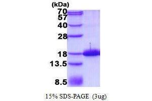Image no. 1 for Tachykinin, Precursor 1 (TAC1) protein (ABIN2132054)
