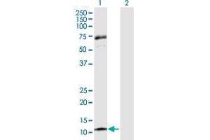 Image no. 1 for anti-Chemokine (C-C Motif) Ligand 13 (CCL13) (AA 1-98) antibody (ABIN520052)