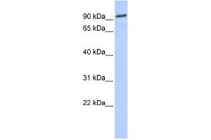 Image no. 1 for anti-Notch 2 (NOTCH2) (Middle Region) antibody (ABIN2777549)