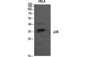 Image no. 5 for anti-Mitogen-Activated Protein Kinase 14 (MAPK14) (Ser272) antibody (ABIN3186259)