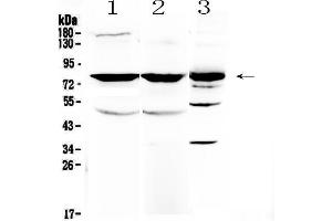Image no. 4 for anti-N-Ethylmaleimide-Sensitive Factor (NSF) (AA 620-744) antibody (ABIN5693126)