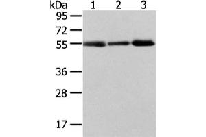 XKRX antibody