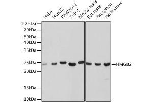 HMGB2 anticorps