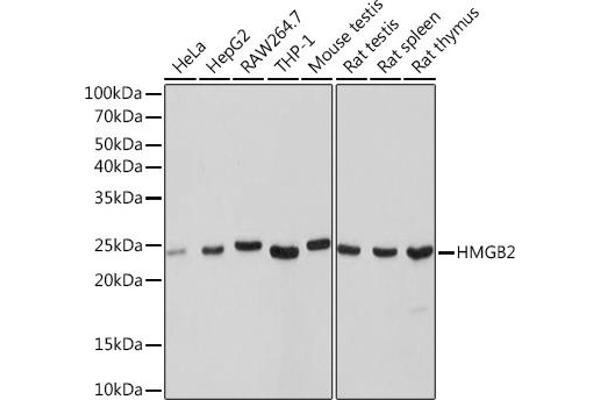 HMGB2 anticorps
