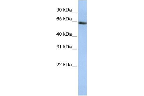 anti-Fanconi Anemia, Complementation Group E (FANCE) (Middle Region) antibody