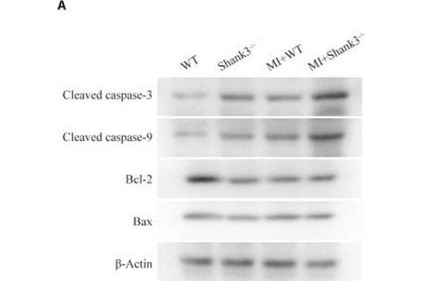 Caspase 9 Antikörper  (AA 1-98)