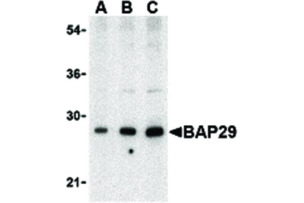 anti-B-Cell Receptor-Associated Protein 29 (BCAP29) (Internal Region) antibody