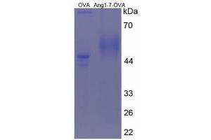 Image no. 2 for Angiotensin 1-7 (AA 34-40) peptide (Ovalbumin) (ABIN5666077)