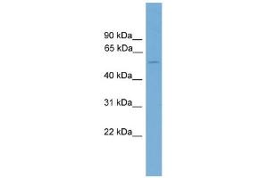 anti-Forkhead Box D2 (FOXD2) (C-Term) antibody