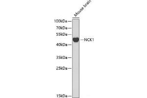 Western blot analysis of extracts of Mouse brain using NCK1 Polyclonal Antibody at dilution of 1:1000.