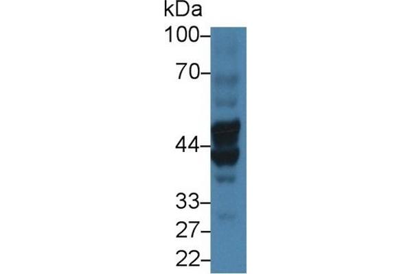 Biglycan antibody  (AA 230-366)