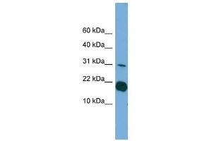 Image no. 1 for anti-Interleukin 1 delta (FIL1d) (Middle Region) antibody (ABIN928797)