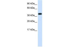 Image no. 1 for anti-Heat Shock 70kDa Protein 1A (HSPA1A) (Middle Region) antibody (ABIN2777745)