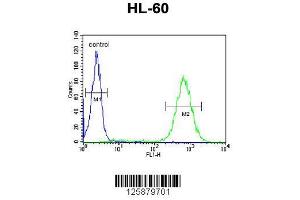 Image no. 1 for anti-Basic Helix-Loop-Helix Family, Member E22 (BHLHE22) (AA 236-264) antibody (ABIN650975)