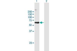 Western Blot analysis of RAPGEF5 expression in transfected 293T cell line by RAPGEF5 MaxPab polyclonal antibody.