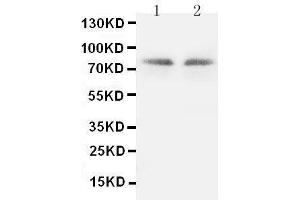 Image no. 1 for anti-Protein Kinase C, gamma (PRKCG) (AA 665-685), (C-Term) antibody (ABIN3043714)