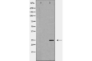 Image no. 4 for anti-CD9 (CD9) antibody (ABIN6260660)