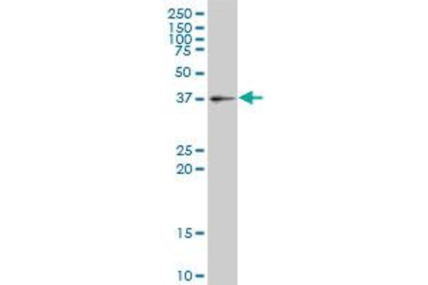 GIMAP4 antibody  (AA 125-224)
