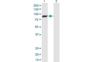 Image no. 2 for anti-Tetratricopeptide Repeat Domain 15 (TTC15) (AA 1-735) antibody (ABIN526464)