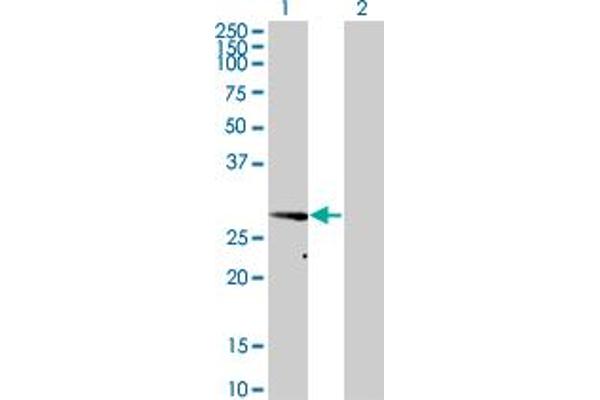 VAPA antibody  (AA 1-242)