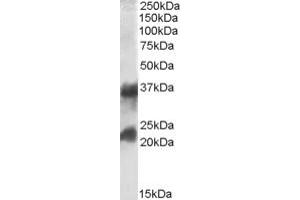 Image no. 2 for anti-Clathrin, Light Chain A (CLTA) (Internal Region) antibody (ABIN308426)