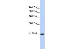 anti-Transcription Elongation Factor A (SII)-Like 8 (TCEAL8) (Middle Region) antibody