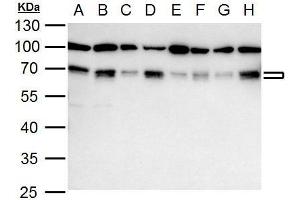Image no. 3 for anti-Nuclear Respiratory Factor 1 (NRF1) (Center) antibody (ABIN2855569)