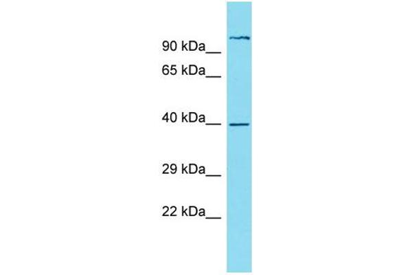anti-Nudix (Nucleoside Diphosphate Linked Moiety X)-Type Motif 19 (NUDT19) (N-Term) antibody
