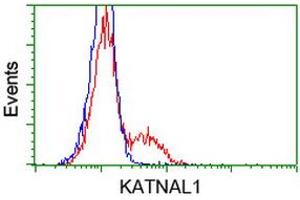 Image no. 2 for anti-Katanin P60 Subunit A-Like 1 (KATNAL1) antibody (ABIN1498985)