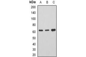 Image no. 1 for anti-Adenosylhomocysteinase-Like 1 (AHCYL1) (full length) antibody (ABIN6004742)