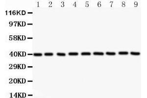 Image no. 1 for anti-Apurinic/Apyrimidinic Endonuclease 1 (APEX1) (AA 2-318) antibody (ABIN3043785)