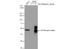 Image no. 1 for anti-Interleukin 3 Receptor, alpha (Low Affinity) (IL3RA) (Internal Region) antibody (ABIN2855090)