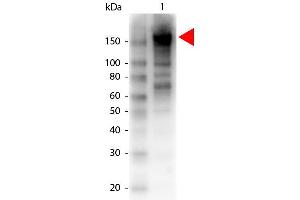 Western Blotting (WB) image for anti-alpha-2-Macroglobulin (A2M) antibody (Biotin) (ABIN103763)