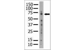 Image no. 1 for anti-Protein Kinase C, zeta (PRKCZ) (AA 166-197), (N-Term) antibody (ABIN391018)