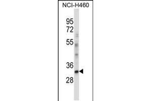 Image no. 3 for anti-CCAAT/enhancer Binding Protein (C/EBP), epsilon (CEBPE) (AA 203-232), (C-Term) antibody (ABIN5532851)